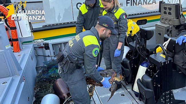 Livorno: soccorsa tartaruga marina