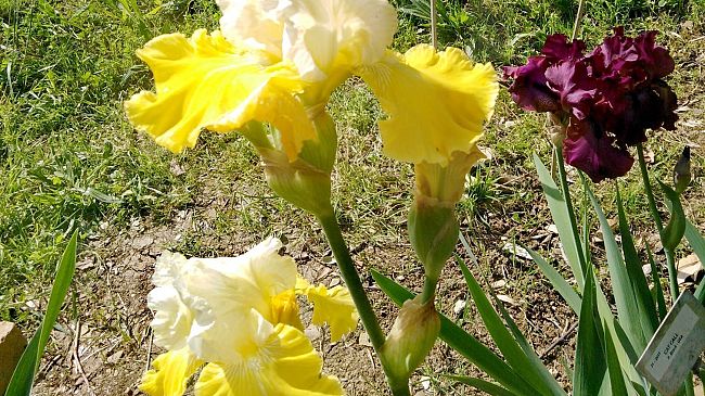 Concorso Internazionale dell’Iris: oggi premiati i vincitori