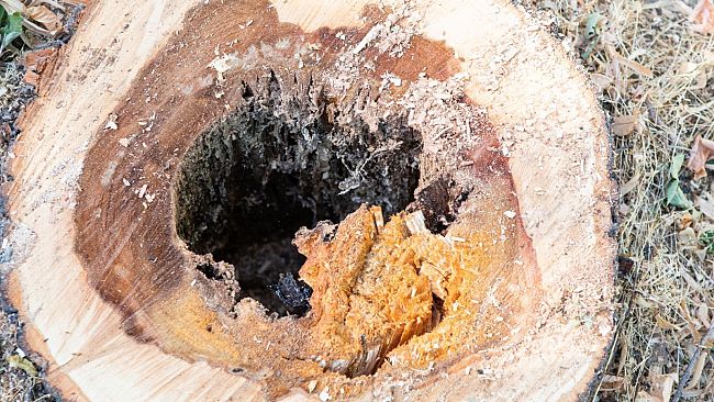 Alberi rimossi a Empoli: cavità e ammaloramenti