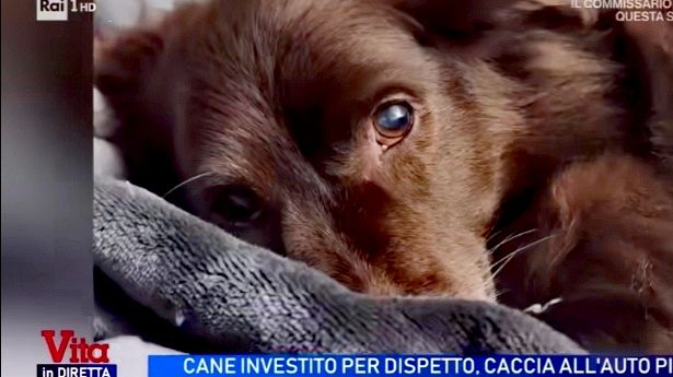 Cane investito e ucciso ad Arezzo, dolore per Choco