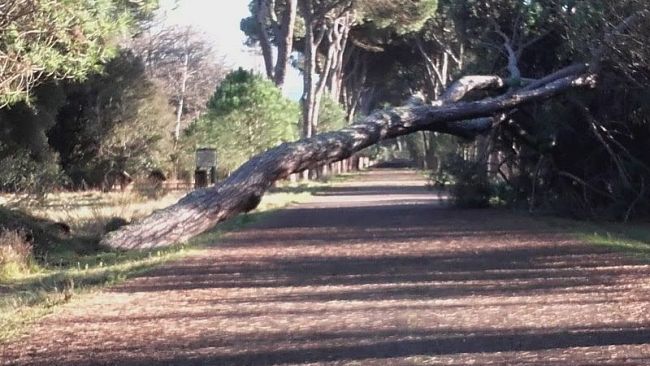 Il pino caduto alle Cascine era stato attaccato da un fungo