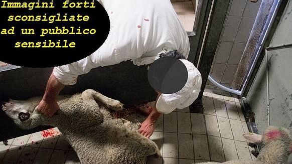 Agnelli uccisi per Pasqua, attivisti infiltrati in un macello