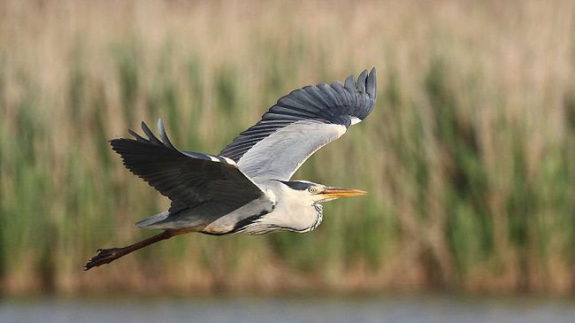 Nuove visite guidate al Padule di Fucecchio