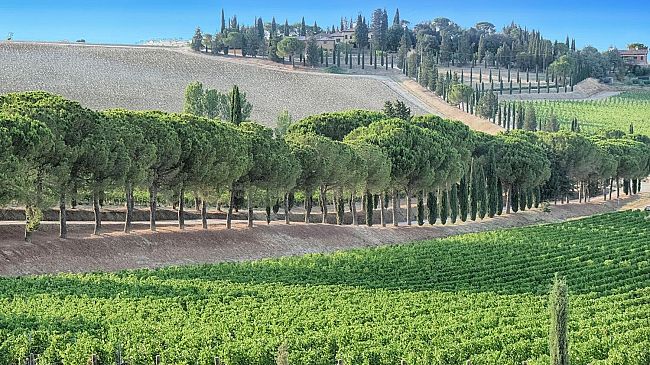 Notti di vino e di magia tra astrofili e degustazioni