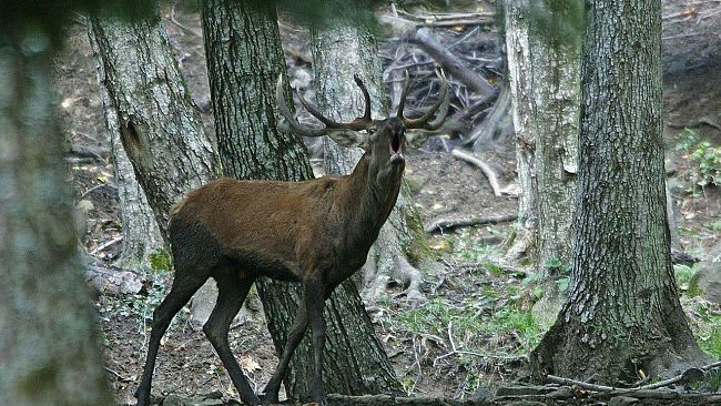 Toscana: predatori e ungulati fanno dimagrire gli allevatori