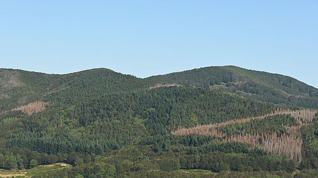 Taglio fitosanitario del bosco in Val di Bisenzio