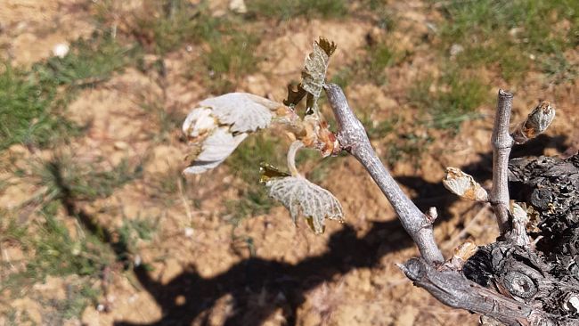 Allerta gelo: a rischio vino e ortofrutta