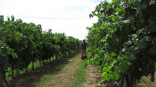 rinnovo-dei-vigneti-fondi-per-la-viticoltura-toscana
