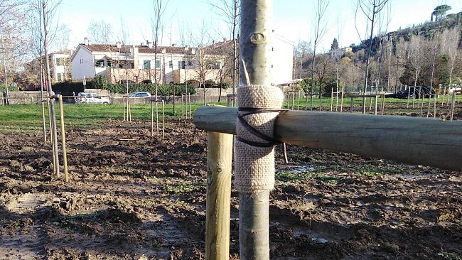 Galluzzo, la nuova pioppeta inizia a prendere forma: ecco le foto