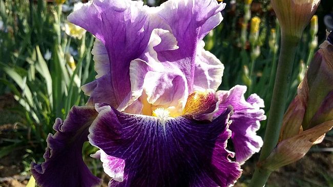 Iris, i premi 2021 del Concorso internazionale