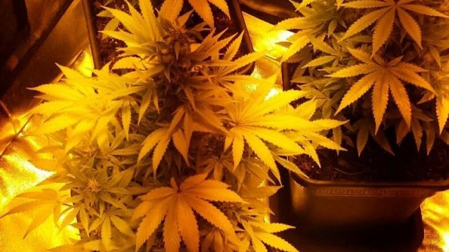 Marijuana, arrestato 'Maradona' con la droga nel ripostiglio