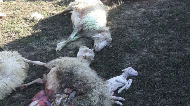 Lupi all'attacco nella notte: uccisi agnelli e pecore ad Asciano