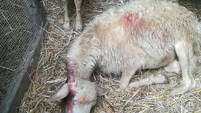 Toscana: pecore: sotto gli attacchi del lupo