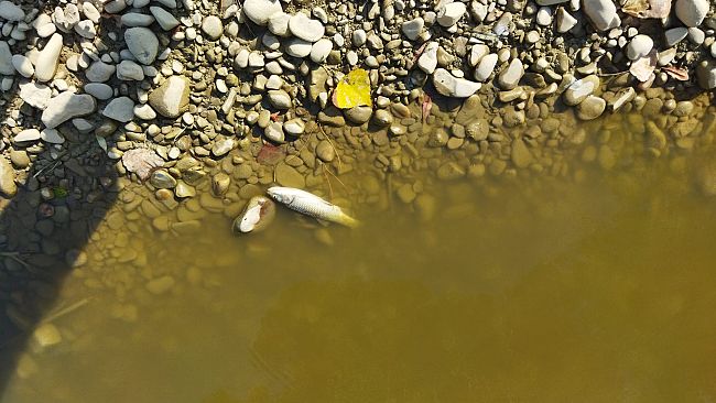 Domani salvataggio pesci del Torrente Pesa