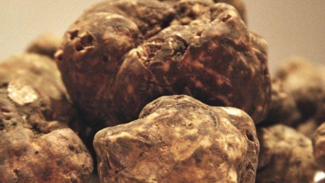 mostra-del-mercato-del-tartufo-bianco-e-nero