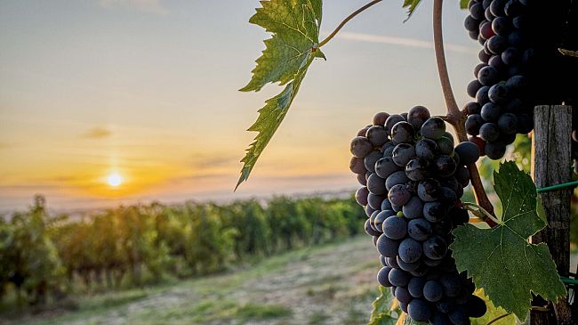 Tartufo bianco e rossi nobili: patto di gusto tra Toscana e Langhe Monferrato Roero