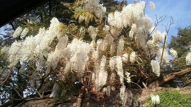 Meteo a Firenze, le previsioni per Pasqua: variabile (e Pasquetta bagnata)
