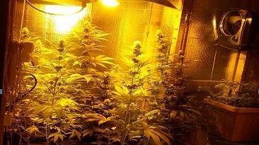 Serra per coltivazione della marijuana in camera
