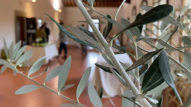 Giornata dell’olivo: la produzione di olio 2022 in linea con il 2021