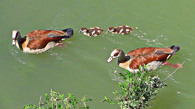 Oche egiziane in Toscana: la coppia è diventata famiglia