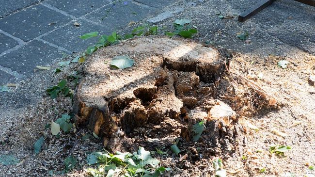 Albero caduto nel giardino di una scuola, SPC vuole risposte politiche