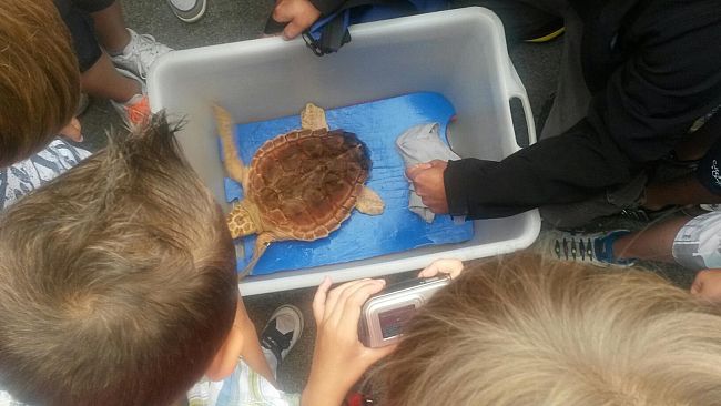 La tartaruga Caretta caretta Stella ha ripreso il mare