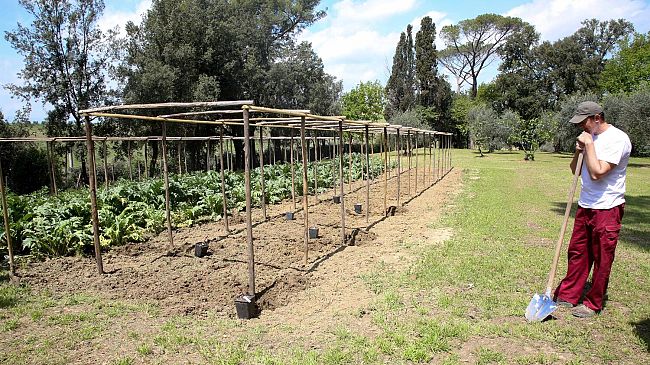 Ritorna a Vinci il clone della Vigna di Leonardo a Milano
