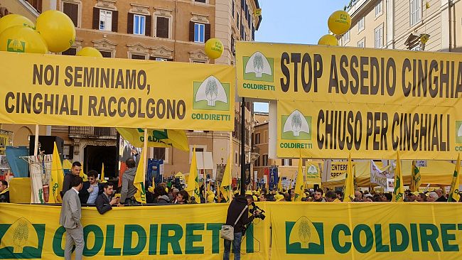 Pistoia, caprioli vicino all'ospedale: per portarli via verranno chiusi 24 km di Fi-Mare