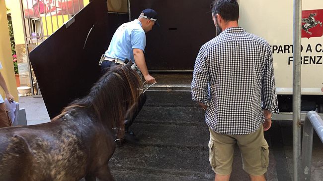 Firenze, cavallina per strada in viale dei Mille