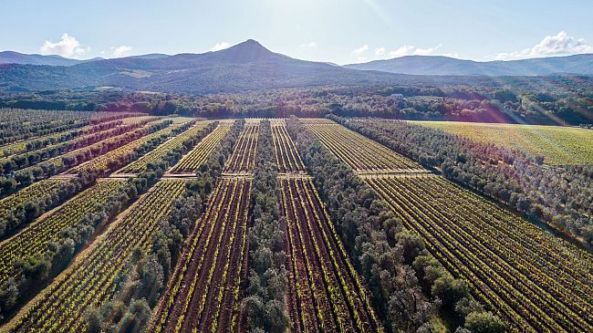 Bolgheri DiVino con cena per 1000 distesa su un km