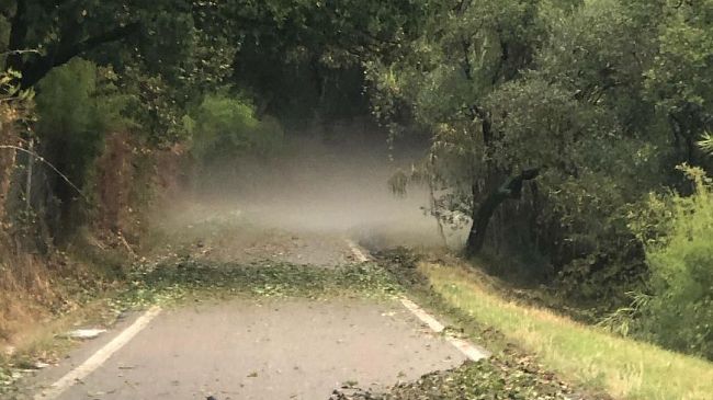 Mugello e Montalbano, danni agli olivi fino al 100%