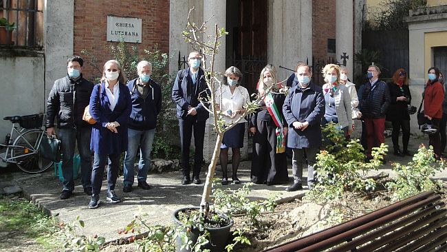 Un albero di melo nel giardino Martin Lutero
