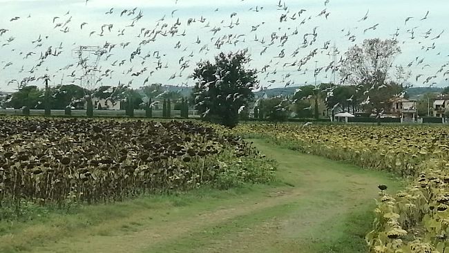 Emergenza girasoli in provincia di Firenze