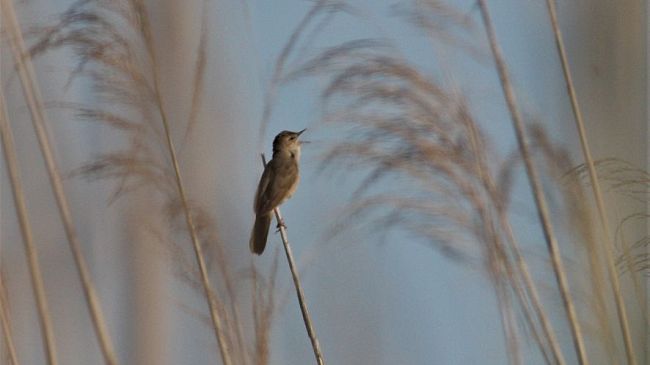Padule di Fucecchio: ripreso il monitoraggio degli uccelli nidificanti