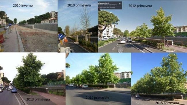 Taglio Alberi a Firenze: polemica infinita, interviene il sindaco