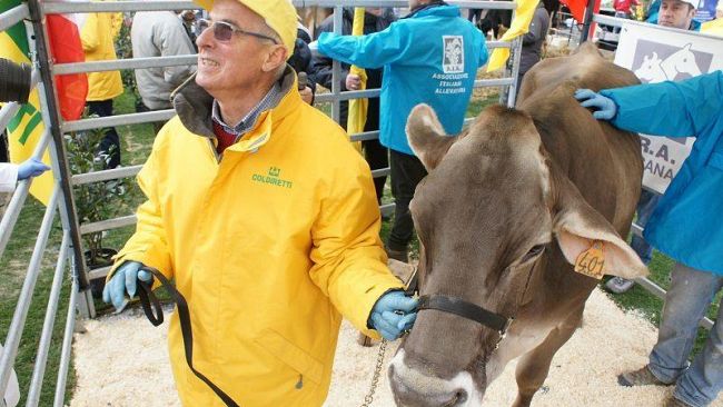 Una stalla sotto il cielo: allevatori toscani a Roma per Sant'Antonio