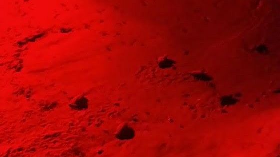 Nate 54 tartarughe marine all'Isola d'Elba