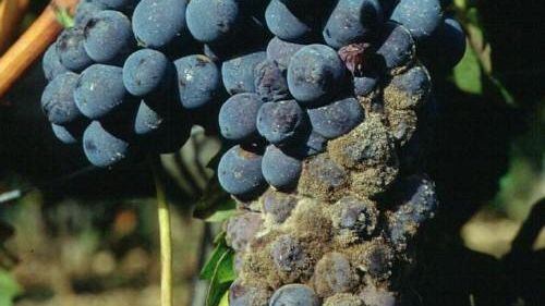 Tignoletta della vite, trovato l’insetto in alcuni vigneti della provincia