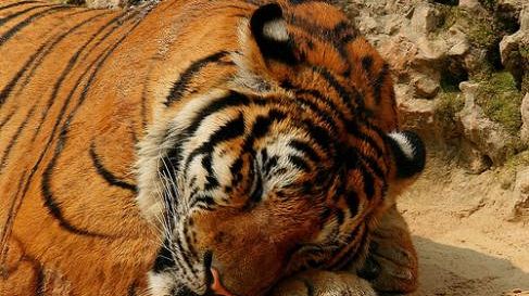 Intervista esclusiva alla tigre Kabir