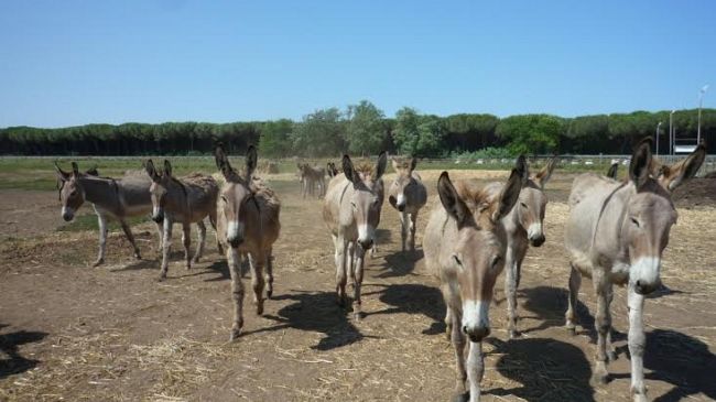 Latte d’asina amiatina diventa una medicina: Meyer all'Expo