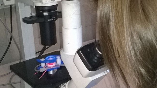 Metodi sostitutivi alla sperimentazione animale