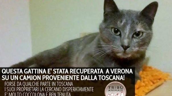 Gattina autostoppista: partita dalla Toscana, scoperta a Verona