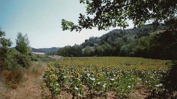 Lavori forestali con meno burocrazia: via il vincolo paesaggistico