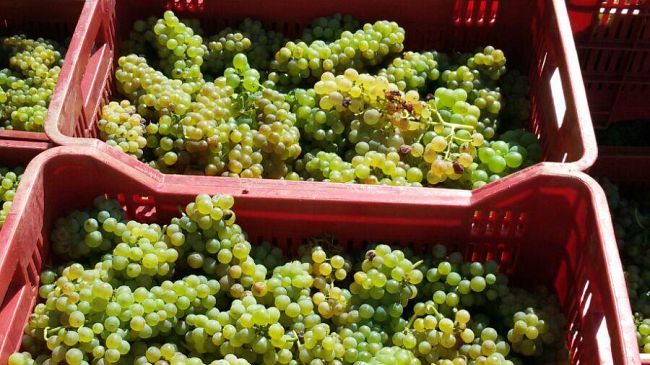  Iniziata la vendemmia 2016