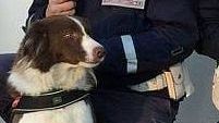 Cascine, Piper di nuovo a segno