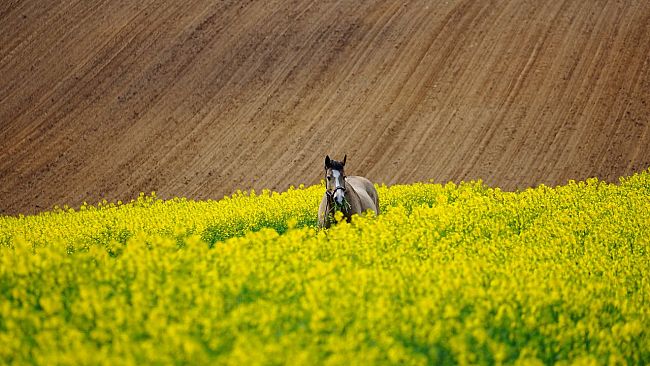 Il caso Mercosur e il futuro dell’economia toscana