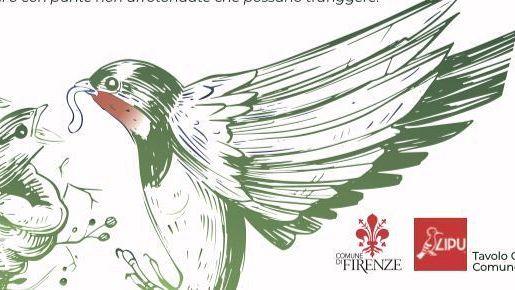 Tutelare rondini, rondoni e balestrucci 