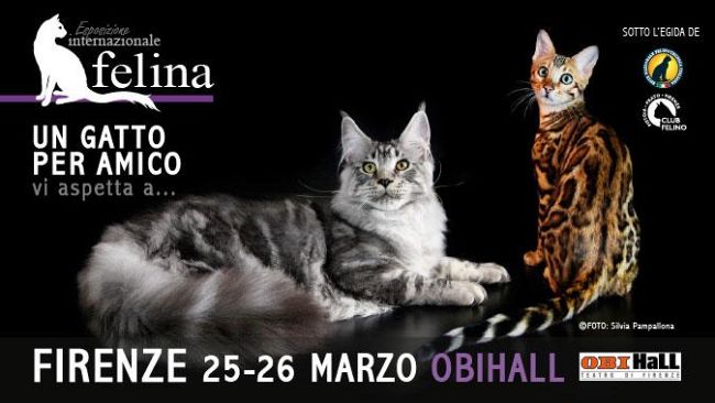 Dal deserto o dalle nevi per partecipare alla Expo Felina all’Obihall di Firenze