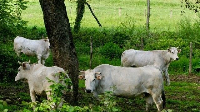 A Pisa la prima laurea magistrale in Sistemi Zootecnici Sostenibili