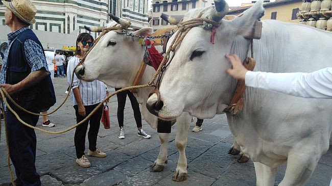 Il Carro Matto a Firenze: una foto con le vacche Rosina e Contessa